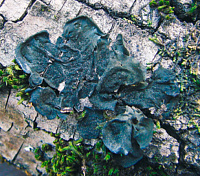 ������� ���������