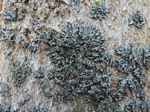 ��������� ��������������, ��������� �������-�������