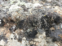 ����� �����������