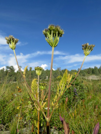 ������� ��������