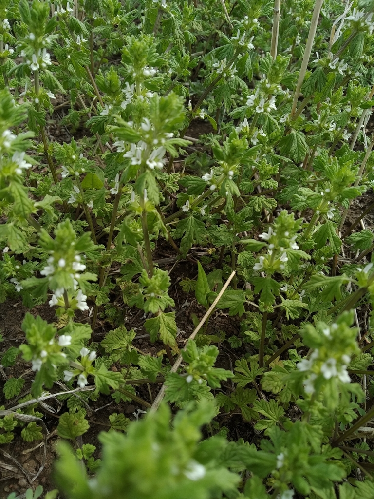 �������� ����������