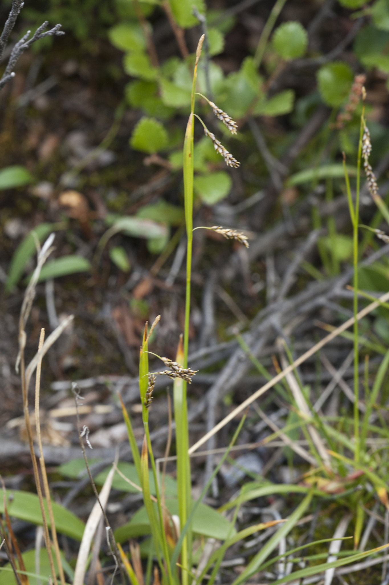 ����� �������