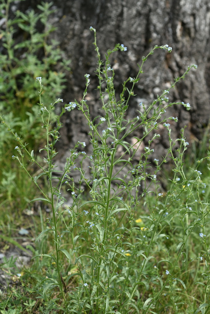 ������� ����������