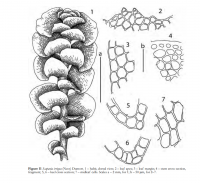 �������� ����������