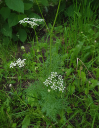 ���� ������������