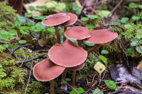 ������� ��������