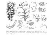 �������� �������������