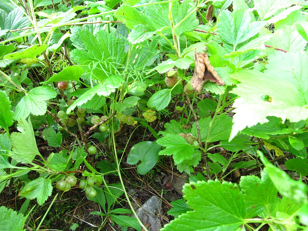 ��������� �������