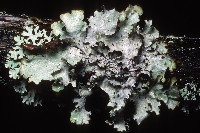 ����������� �����, ����������� ����-�������, �������� �����