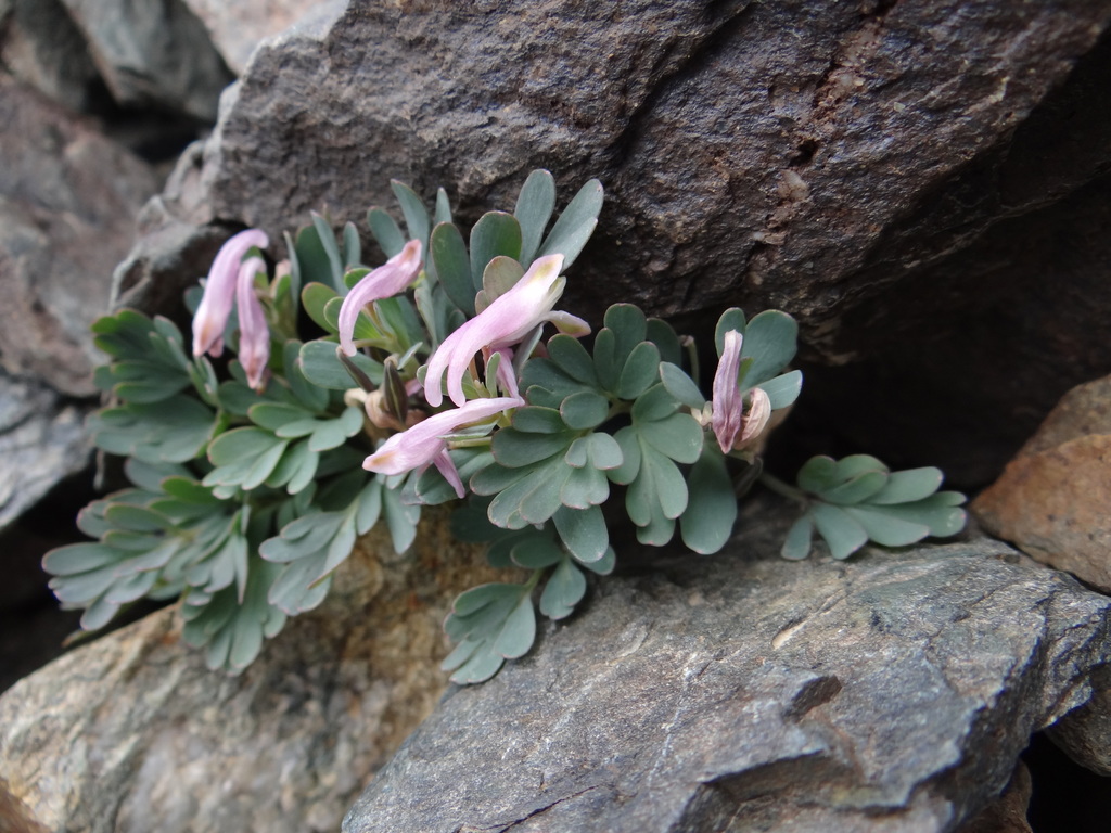 �������� ����������