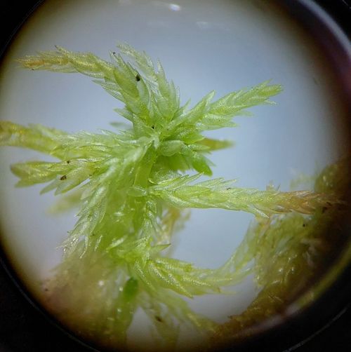 ������� ������