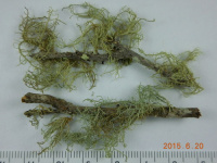 ����� ��������