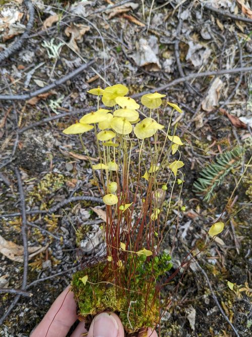 �������� �����