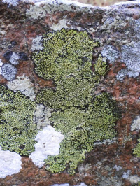 ���������� ��������������