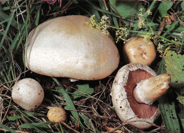 Agaricus campestris