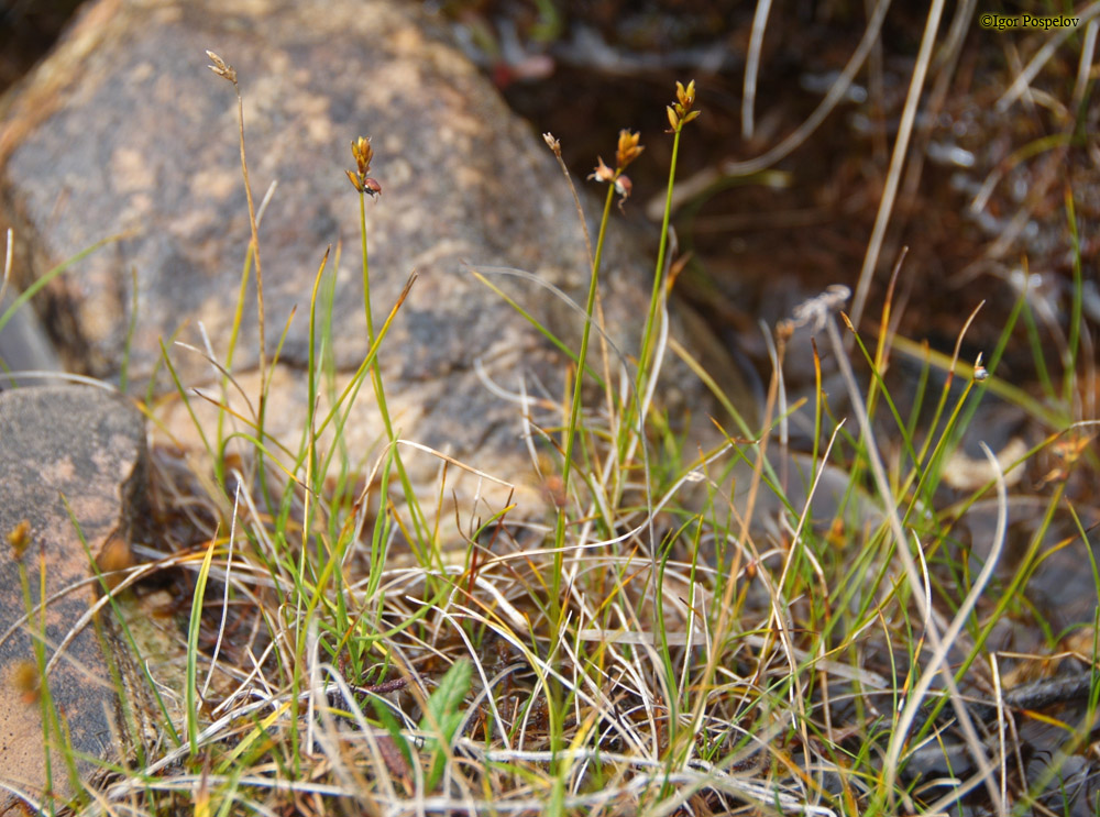 ����� �����������