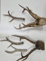 ���� ������