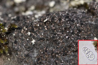 ���������� ��������