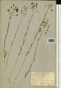 ����� ����������