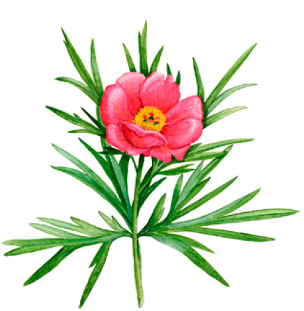 ���� ������������ (������ ������) 