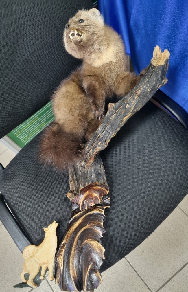 ������ ������