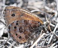 ����� �����