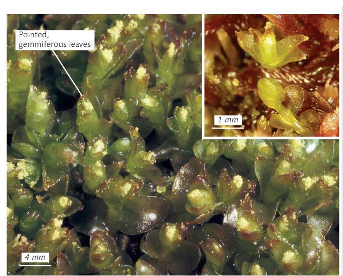 ����� ����������