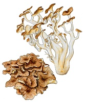 �������� ���������, ������� ��������� 