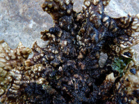 ������������ ������������