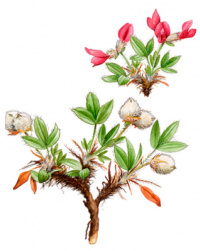 ������������� ��������������