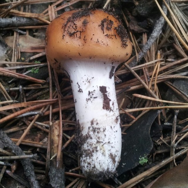 ��������� ������-��������