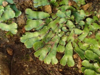 ��������� �����������