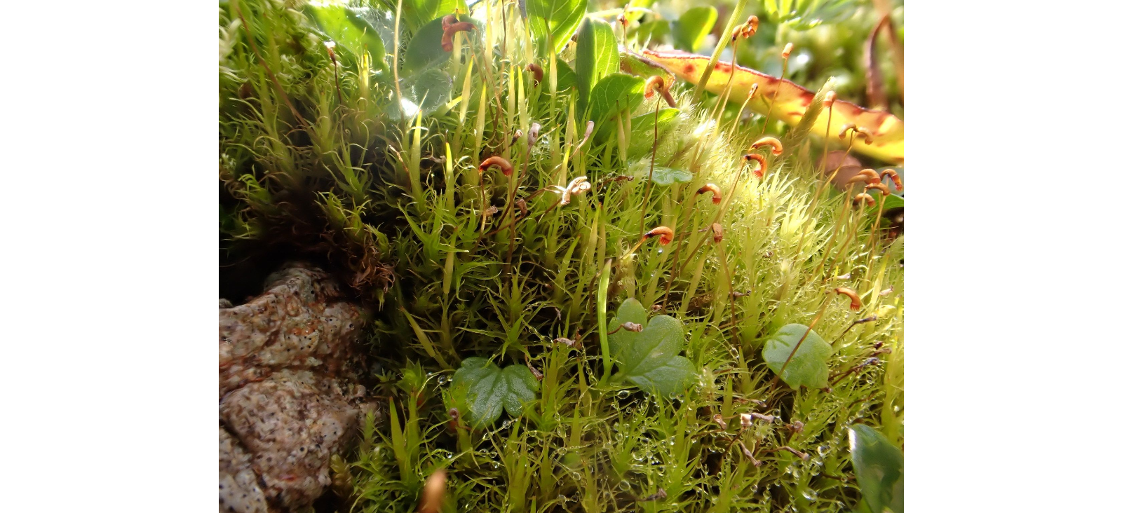 ��������� �����������