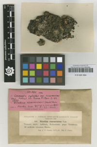 �������� ��������-�����������