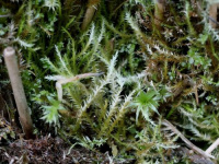 ������������ ��������