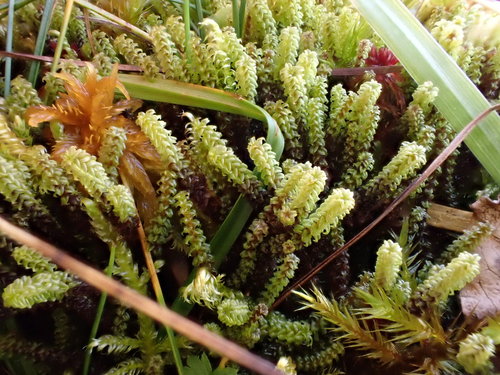 ��������� ������������