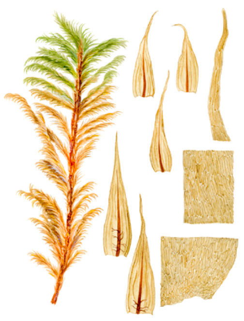 ����������� �����������������