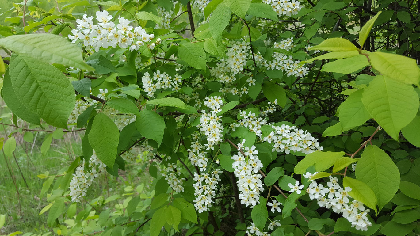 ����� �����������