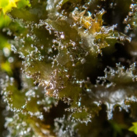 ��������� ���������������, ��������� ���������������