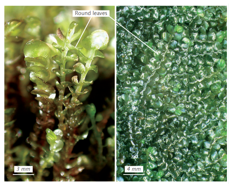 ����������� �����������������