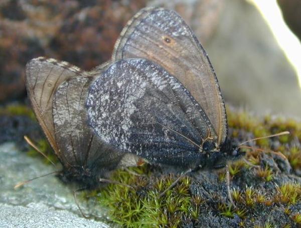 ����� �����