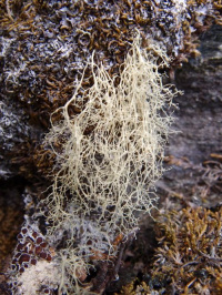 �������� ������������, �������� ���������������, �������� ��������, �������� �������