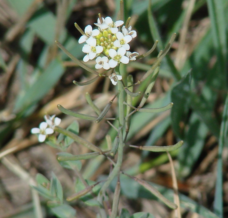 ������� ����������