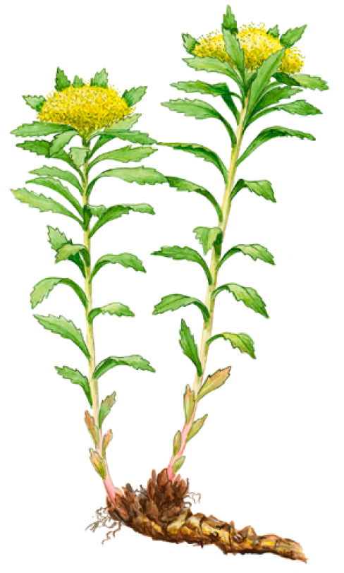 ������� ������������������