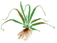 �������� �������� (����������� ���������)