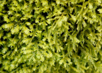 �������������� ����������