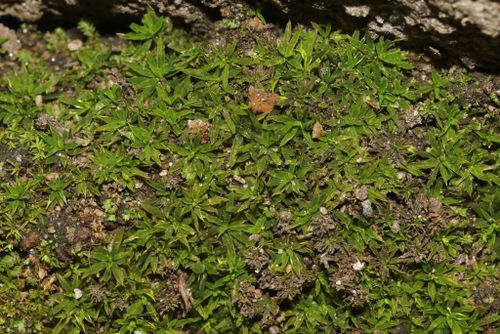 ��������� ����������