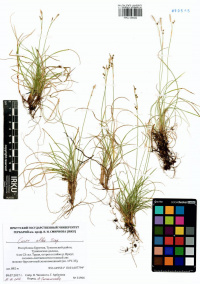 ����� �����