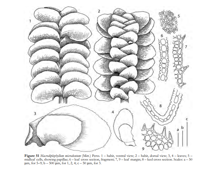 ���������������� �������������