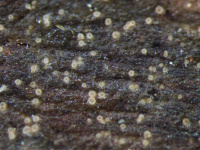 Absconditella lignicola